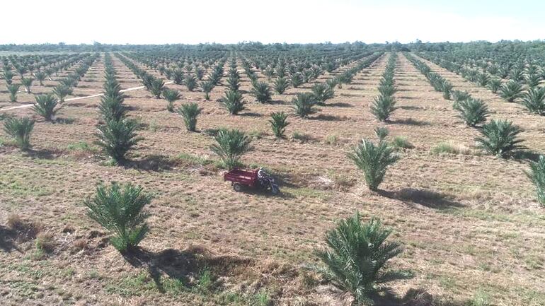 Vista de las plantaciones.