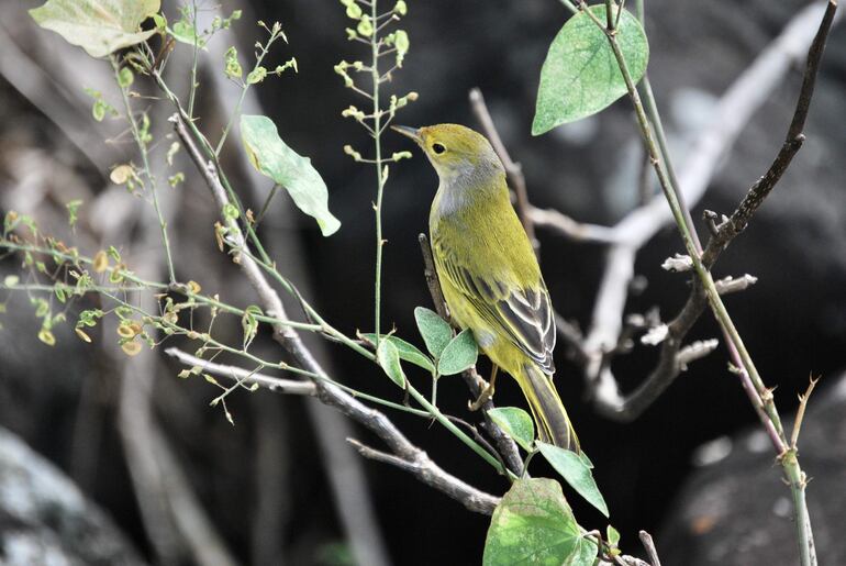 Una reinita amarilla, también denominado canario María (setophaga petechia aureola), en el cerro Tijeretas de la isla San Cristóbal, la más oriental de las Islas Galápagos (Ecuador). 