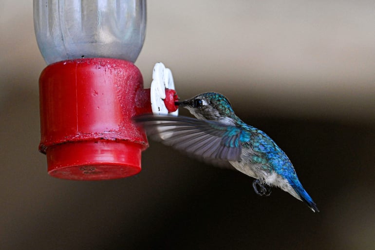 Un colibrí Zunzuncito (Mellisuga helenae) se alimenta en la Casa del Colibrí en Cuba.