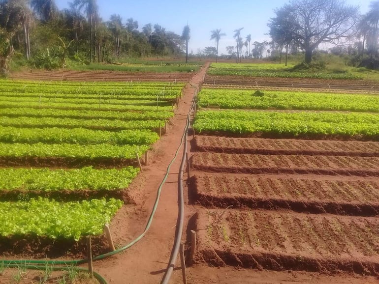 Agricultores de Central exigen mayor apoyo al MAG, como la provisión de media sombra y sistema de riego. Las altas temperaturas perjudican a la producción.
