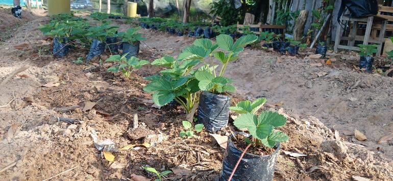 planta pequeña de frutilla