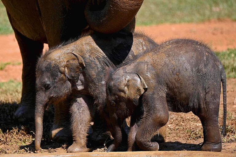 El elefante utiliza una amplia gama de recursos para saludar o llamar la atención de su congénere.