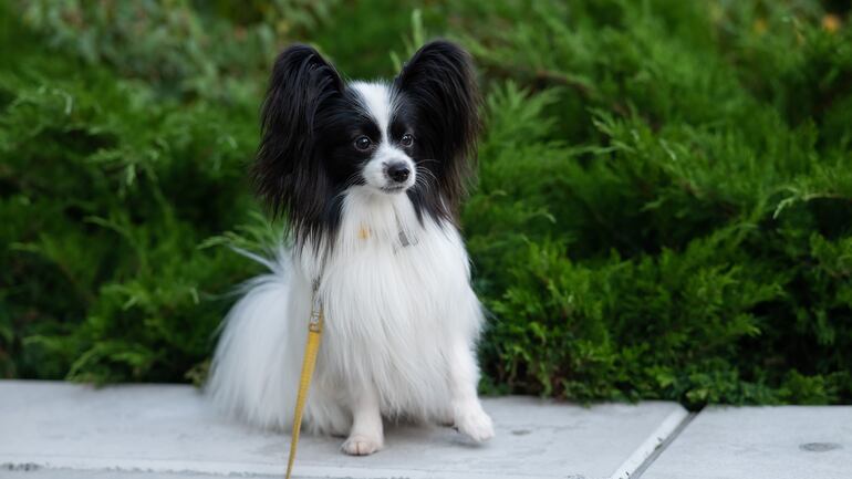 Perro de la raza Papillon.