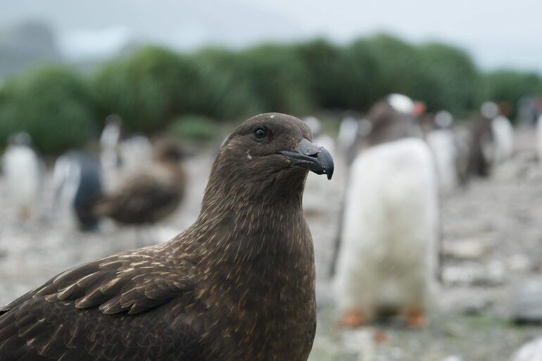 Vista de un págalo pardo subantártico, una de las especies contagiadas por gripe aviar en la región antártica según informa hoy un estudio recogido en Nature Communications. La gripe aviar sigue expandiéndose: un estudio recogido este martes en la revista Nature Communications informa de la detección del virus H5N1 en varias especies de aves y mamíferos de las regiones antártica y subantártica de las Malvinas y Georgia del Sur (al sudoeste de esas islas). Los investigadores, del Reino Unido, han llevado a cabo un amplio muestreo y vigilancia de la fauna de las citadas regiones durante los veranos de 2022 y 2023. Su análisis ha revelado la presencia del virus H5N1 en múltiples especies de aves, como el págalo pardo, el albatros de ceja negra, el cormorán de Georgia del Sur y el charrán antártico; y de mamíferos marinos, como el elefante marino o los lobos de mar antárticos.