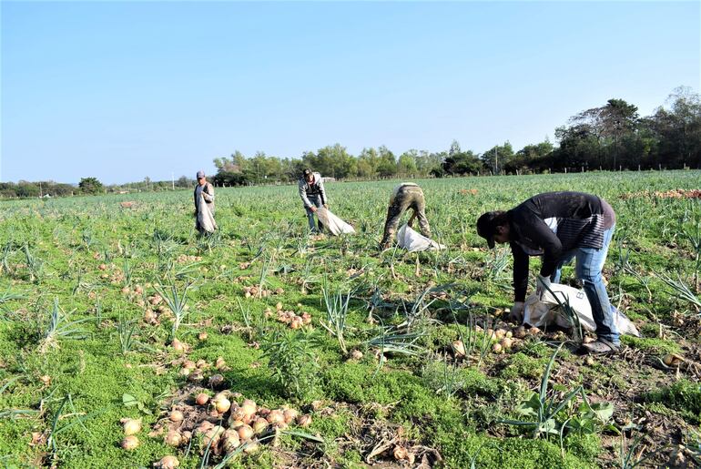 Productores están agobiados porque tienen compromisos que cubrir como la cuenta en bancos, a los cosecheros y deben mantener a sus familias.