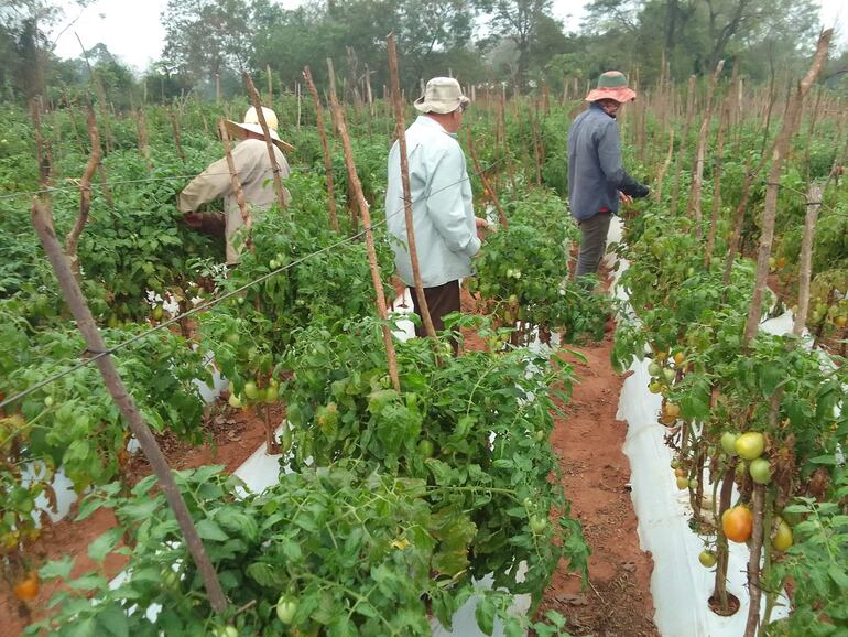 El productor Pablino Candia y sus hijos trabajan en una de las parcelas con cultivo de tomate en su finca.