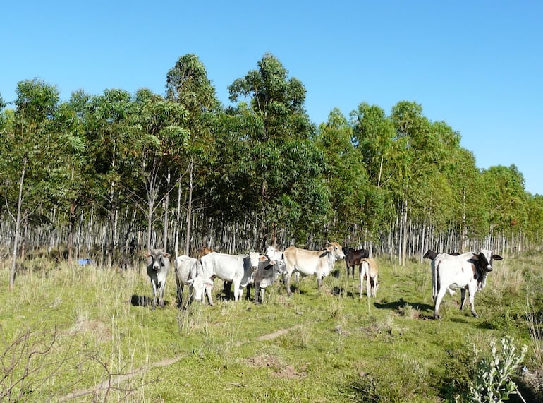 SECTOR FORESTAL