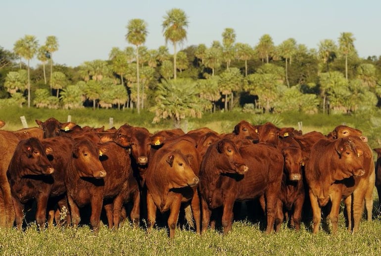 En un contexto de sequía, los costos productivos se incrementaron y los ganaderos deben enfocarse en sostener la actividad pecuaria y su calidad.