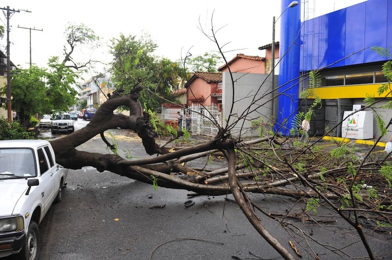 Imagen de archivo y referencia: un árbol caído tras el temporal.