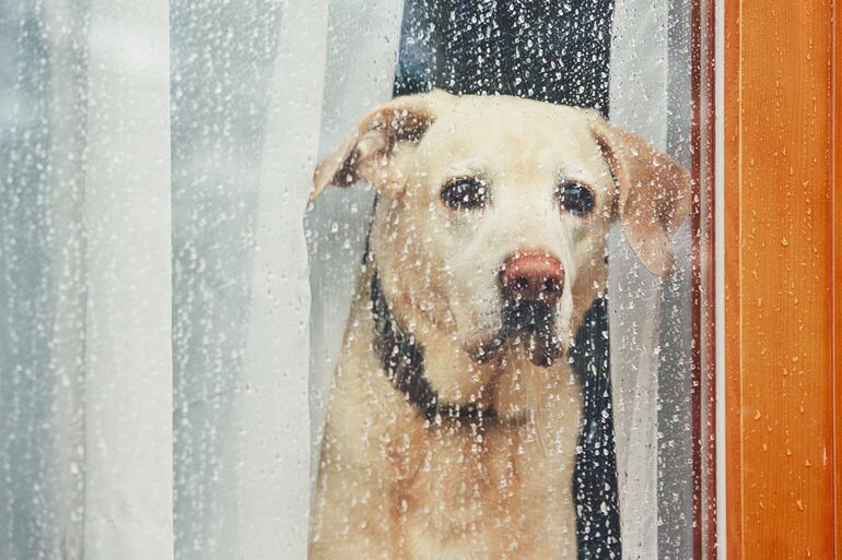 Los días de lluvia son el momento ideal para reforzar el entrenamiento con trucos nuevos o repasando los ya aprendidos por tu perro.