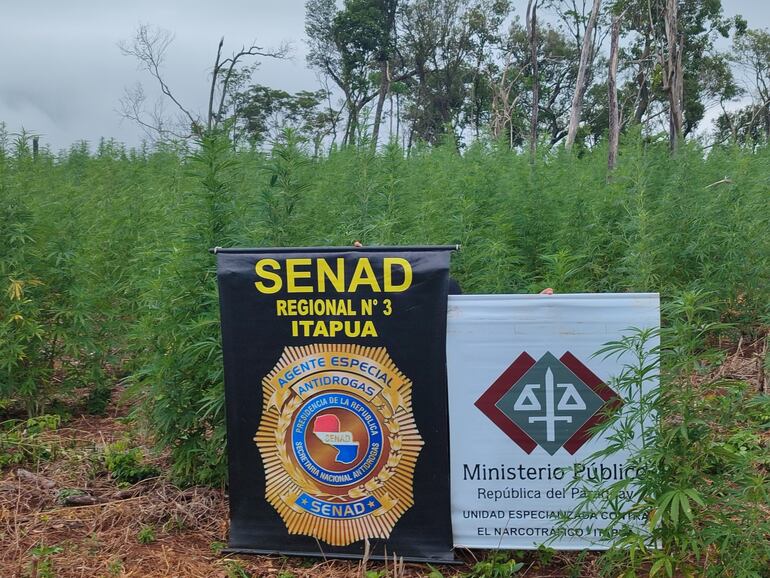 Destruyen 8 hectáreas de plantaciones de marihuana en Alto Verá.