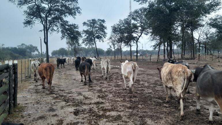 La ganadería es beneficiada con las lluvias que se registran en la región.