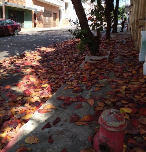 Los árboles pierden sus hojas en invierno ayudados por los vientos.