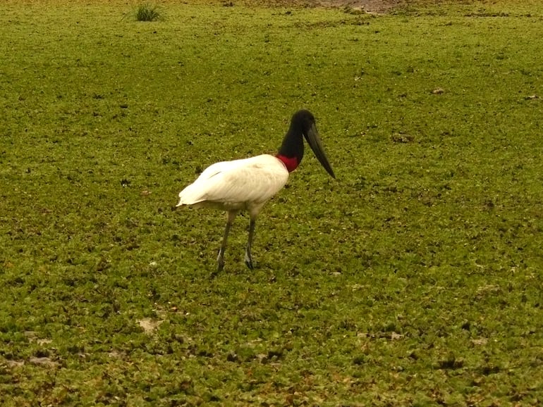 Un solitario tuyuyu cuartelero, ave del pantanal.