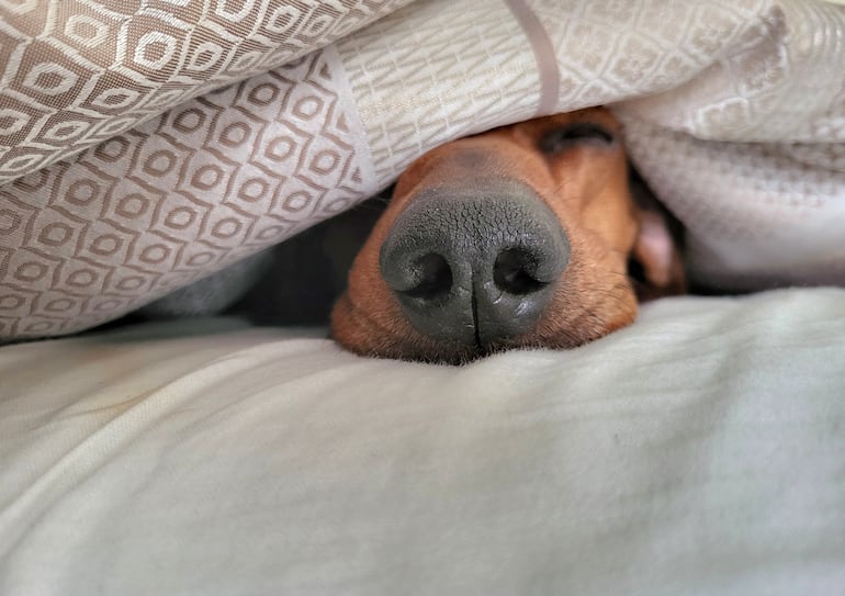 Perro duerme bajo la manta.