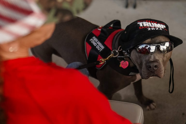 Un perro llamado Buddy con un sombrero de 'Trump 2024'. La temporada electoral puede causar gran nivel de estrés a muchas personas, pero pueden contar con su mejor aliado, una mascota, para aliviar esa ansiedad, según recomienda la organización sin ánimo de lucro, Best Friends Animal Society.