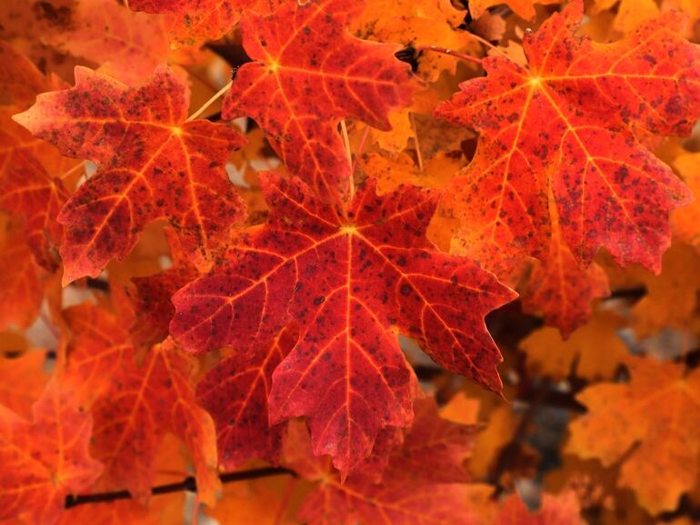 Hojas de maple en el otoño de Santa Fe, Nuevo México.