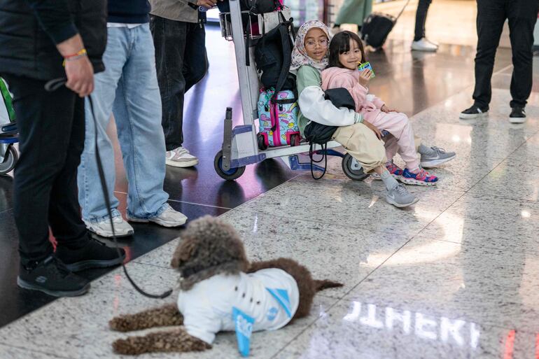 Unos pasajeros niños interactúan con uno de los perros que brindan apoyo en el aeropuerto de Turquía. 