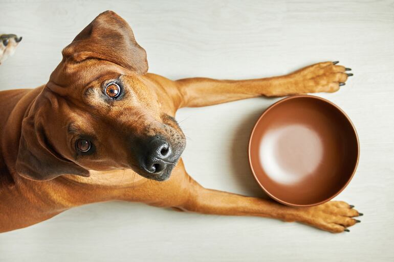 Perro aguardando su comida.