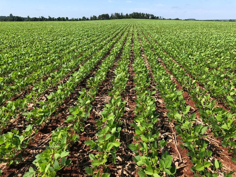 Sequías podrían afectar al cultivo extensivo y a pequeños productores de Itapúa.