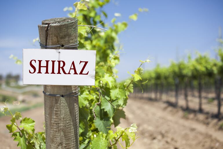 Viñedo con uvas Shiraz