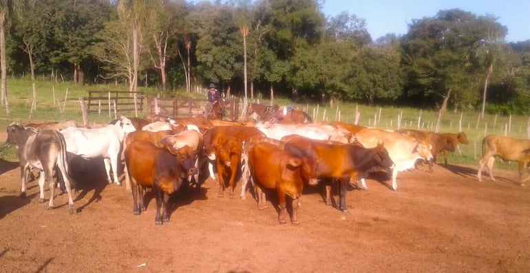 Ola de abigeato crea zozobra a ganaderos de distritos de Paraguarí.