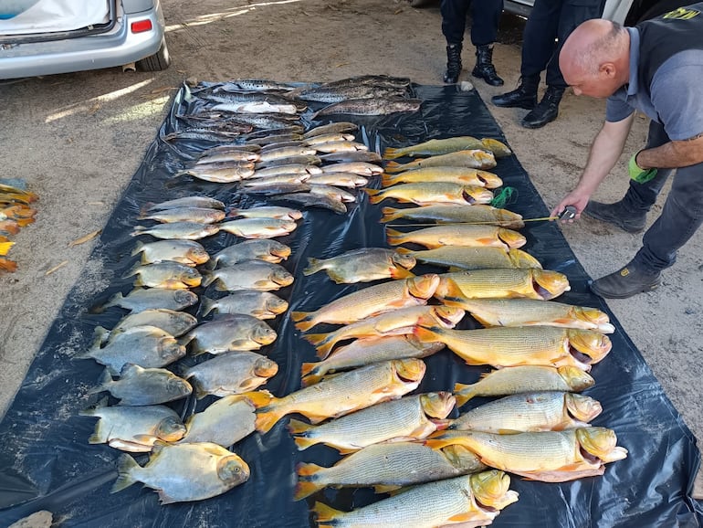 El funcionario del Mades Javier Encina, mide uno a uno cada especie de pescados en el predio de la comisaría 3ra. de Villa Paso.