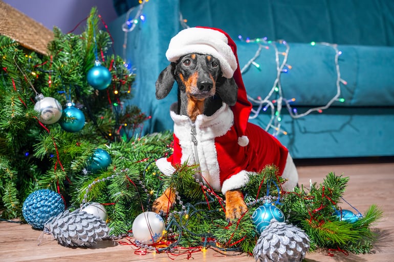 Perro y decoraciones navideñas.