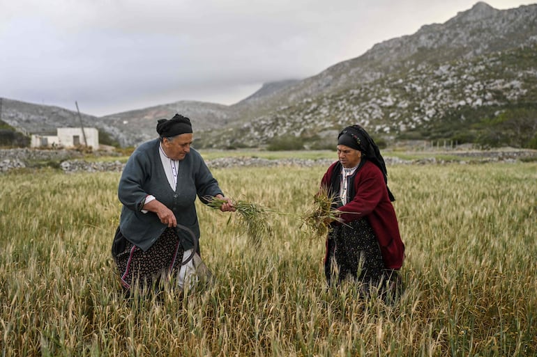 La dueña de la taberna, Anna Lentakis, de 67 años, (izquierda) limpia su tierra de malas hierbas en la aldea agrícola de Avlona, ​​cerca de Olympos. 