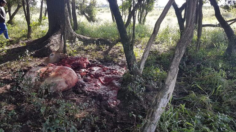 En La Colmena faenaron un buey y dejaron restos del vacuno a metros del piquete de la víctima.