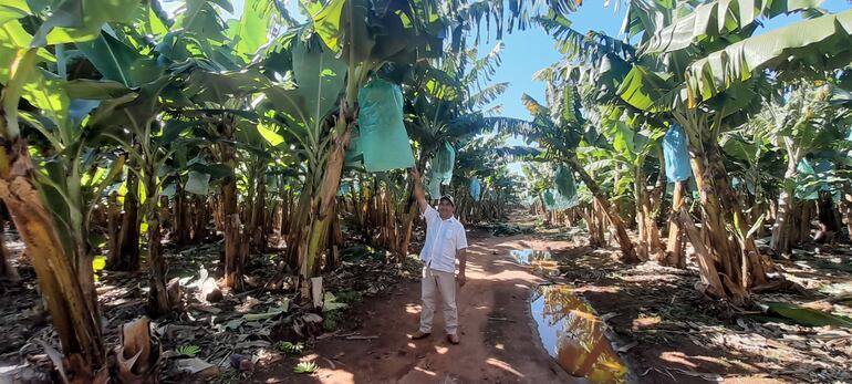 El productor, Fidel Vera, mostrando su plantación de banana.