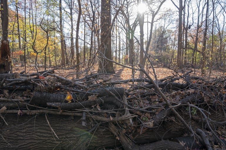 Fotografía de troncos y arbustos secos en el Prospect Park de Brooklyn en Nueva York (Estados Unidos).