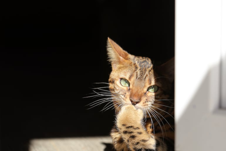 Aunque los gatos son mascotas independientes, hay un límite en cuanto al tiempo que pueden quedarse solos antes de que se vean afectados negativamente.