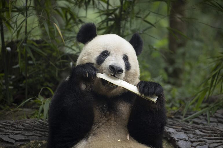 La panda gigante Xiang Xiang come bambú en su cumpleaños en el Centro de Conservación e Investigación del Panda Gigante de China cerca de Ya'an, China. Xiang Xiang es una panda gigante hembra nacida el 12 de junio de 2017 en el Zoológico de Ueno en Japón.