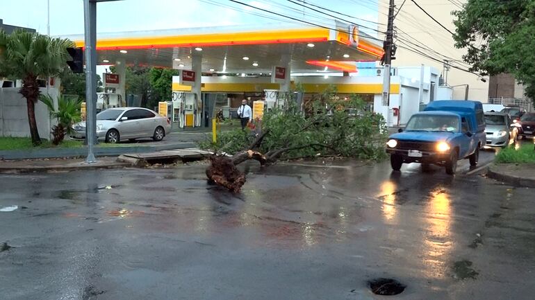 Un árbol caído en una intersección de Asunción, el jueves por la mañana.