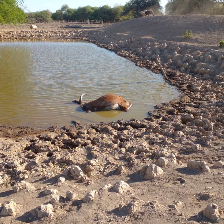 Un animal muerto en lo que queda de agua en un tajamar. El barro provoca que se tranquen sin posibilidad de salir.