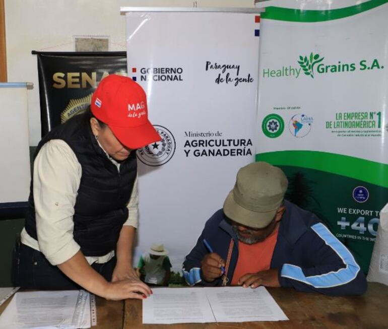 Productores indígenas del Chaco cultivarán cáñamo industrial, en la mayoría de los casos demora 90 a 120 días en estar listo.