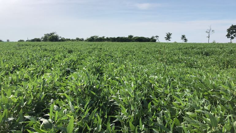 Sequías podrían afectar al cultivo extensivo y a pequeños productores de Itapúa.