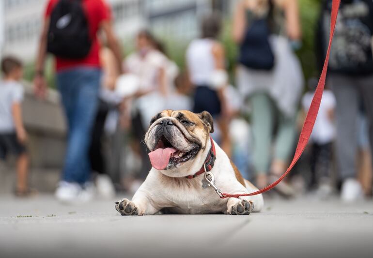 En los perros el golpe de calor se manifiesta por un aumento de la temperatura corporal por encima de los 40.5 grados centígrados, el aumento excesivo de salivación, jadeo y respiración acelerada, en algunos casos  incluso el can puede llegar a tambalearse, convulsionar, perder la conciencia, tener taquicardia, la lengua seca y azul por la falta de oxígeno, en unos pocos minutos de estar expuestos, ya sea en lugares calurosos o directamente bajo el  sol, por ejemplo, durante los paseos cotidianos con sus dueños o encargados