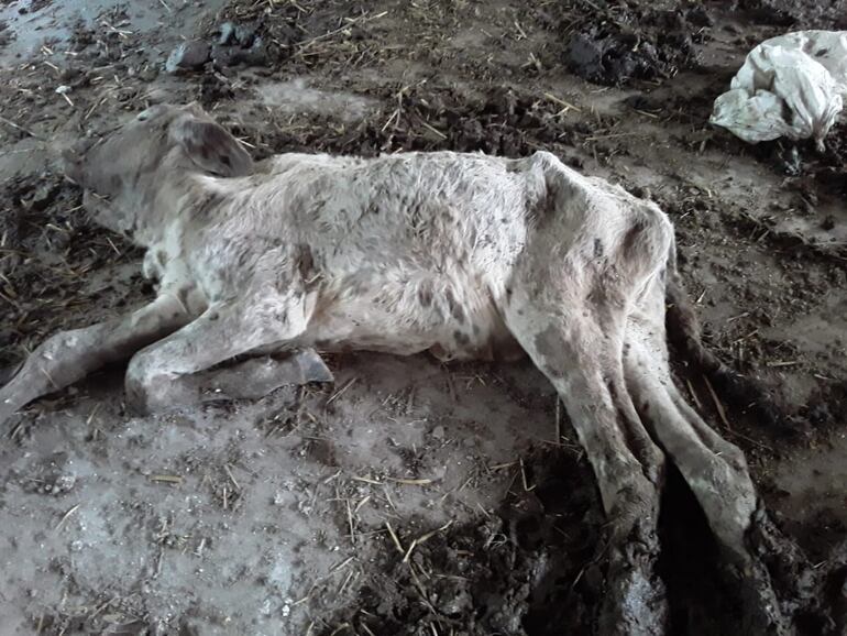 Cientos de cabezas de ganados propiedad de pequeños productores mueren por falta de pastura en Ñeembucú, reportan productores.