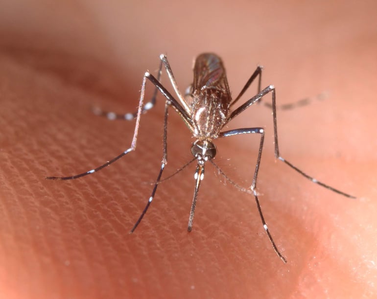 Una hembra adulta de un Aedes aegypti, el mosquito transmisor del dengue y la fiebre amarilla.