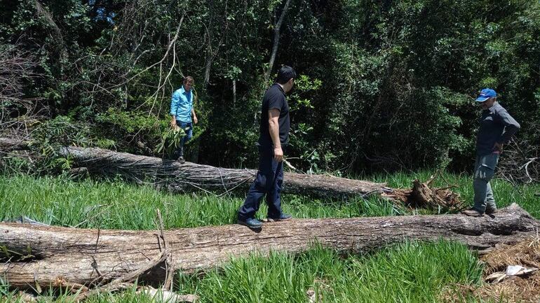 Troncos de arboles nativos que serán quemados en el mismo lugar.