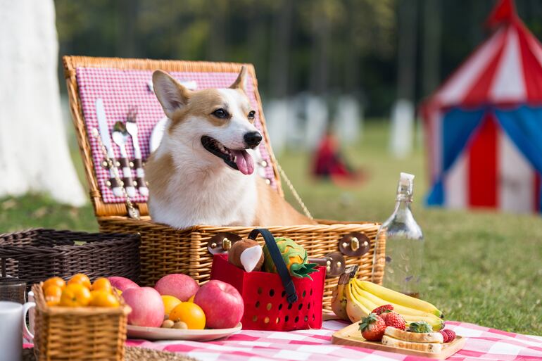 Un picnic al aire libre es una buen actividad para disfrutar al aire libre con tu perro, en esta Semana Santa.