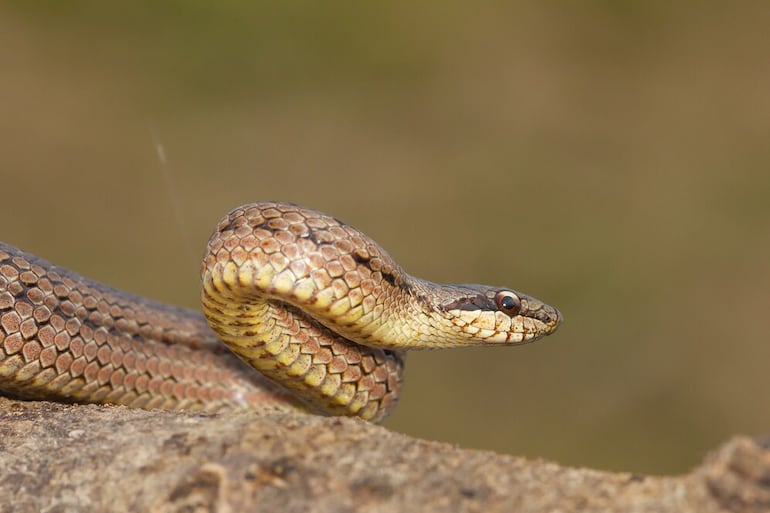 Imagen de referencia de una culebra.