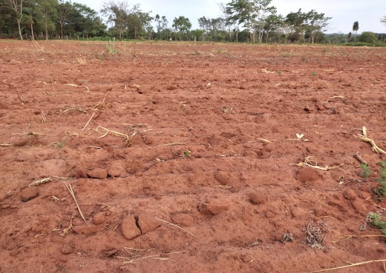 El dueño de esta parcela de 3 hectáreas de la zona de Santaní no puede cultivar el producto por la falta de lluvia