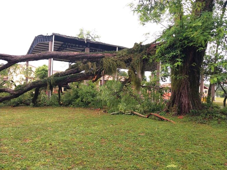 El árbol que cayó afectó dos aulas y el tinglado de la Escuela Básica  Nº 116 República de El Salvador.