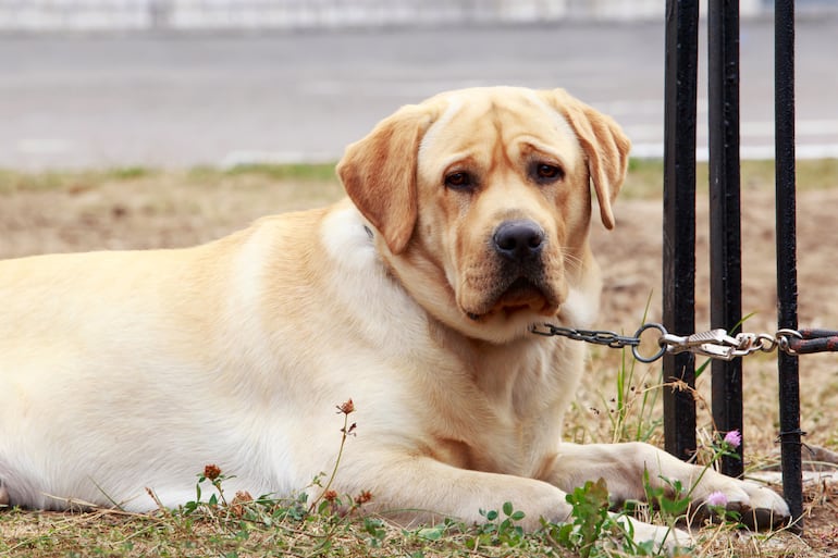 Perro labrador atado.