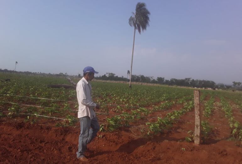 La plantación de mandioca es otro de los rubros que se produce en gran cantidad en el distrito de Guayaybí