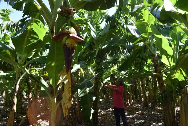 Esta parcela de plátano corresponde a una plantación ubicada en la calle San Francisco de Guayaybí