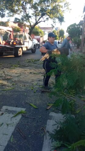 Personal de Espacios Verdes de la Municipalidad de Asunción trabajó en el proceso de cortar y retirar el árbol de la arteria.